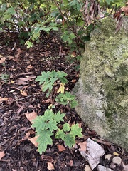 Hydrangea quercifolia