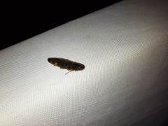 Conoderus semimarginatus