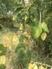 Serjania brachycarpa