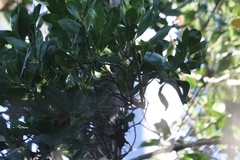 Vireo griseus