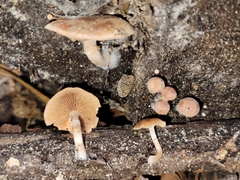 Tubaria romagnesiana