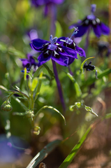 Lapeirousia oreogena