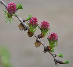Larix