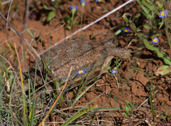 Chersobius signatus