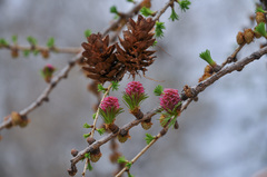 Larix