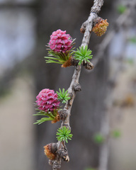 Larix