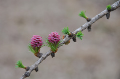 Larix
