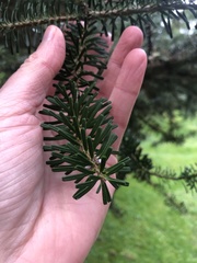 Abies amabilis