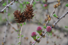 Larix