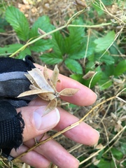 Vicia ludoviciana
