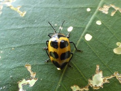 Oligocorynus jansoni