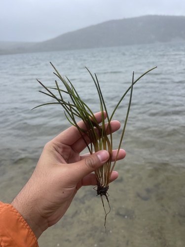 Lake quillwort (Isoetes lacustris)