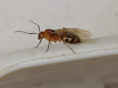 Camponotus conspicuus