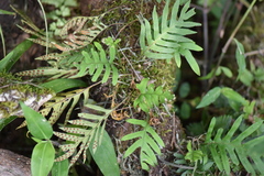 Pleopeltis pleopeltifolia