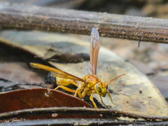 Agelaia constructor