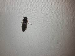 Conoderus semimarginatus