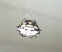 Gasteracantha cancriformis