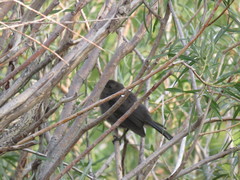 Dumetella carolinensis