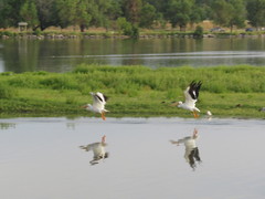 Pelecanus erythrorhynchos