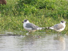 Leucophaeus pipixcan