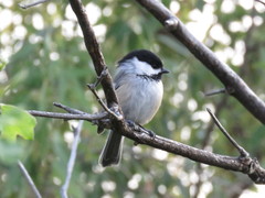 Poecile atricapillus