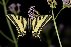Papilio alexanor