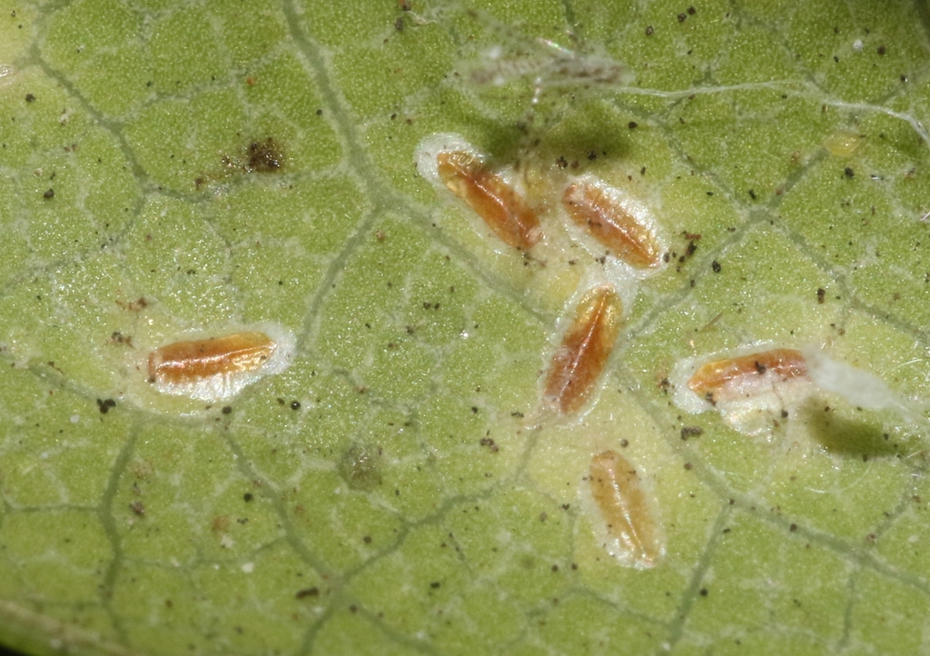 tobira psyllid