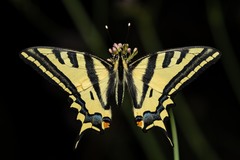Papilio alexanor