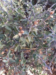 Sarcomphalus obtusifolius canescens