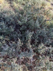 Sarcomphalus obtusifolius canescens