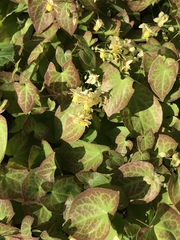 Epimedium × versicolor