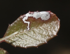 Stigmella rhamnella