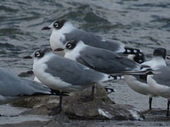 Leucophaeus pipixcan