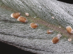 Hemiberlesia rapax