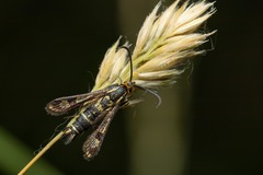 Chamaesphecia empiformis