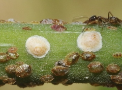 Hemiberlesia lataniae