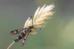 Chamaesphecia empiformis