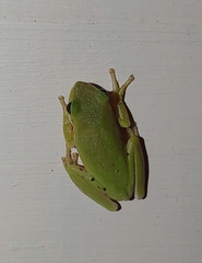 Hyla cinerea