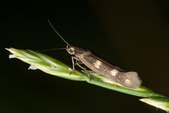 Scythris scopolella