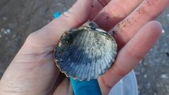 Acanthocardia aculeata