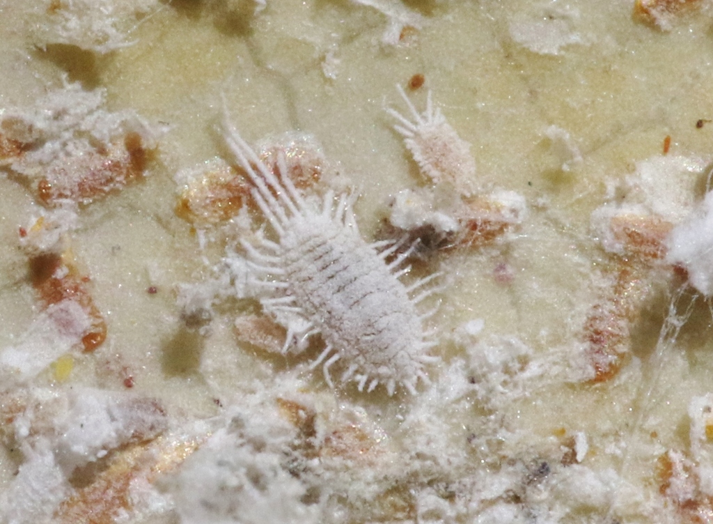 long-tailed mealybug from Orange, California, United States on October ...