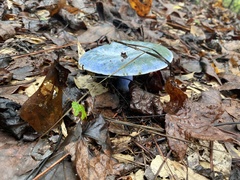 Lactarius indigo