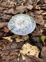 Lactarius indigo