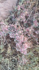 Atraphaxis suaedifolia