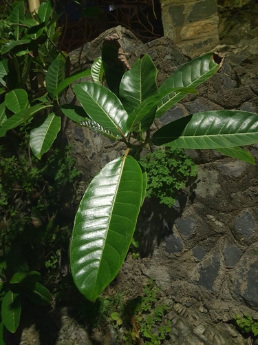 Wild Fig (Ficus insipida)