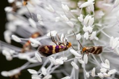 Micropterix aglaella