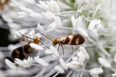 Micropterix aglaella