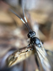 Ichneumon deliratorius