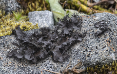 Umbilicaria cylindrica