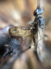 Ichneumon deliratorius